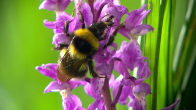 Roles of bees and flowers in European woodlands