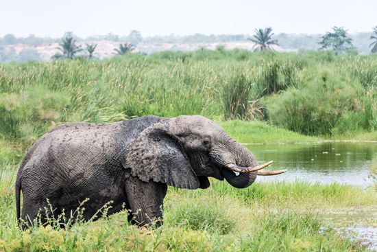 African elephant