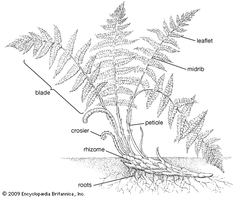 fern anatomy