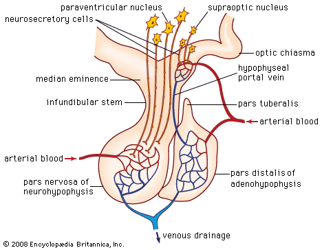 mammalian pituitary gland