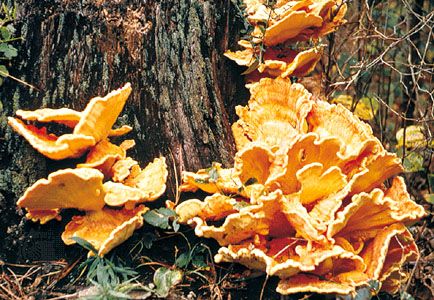 bracket fungi