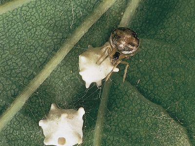 Comb-footed spider (Achaearanea pallens) with two egg sacs in its web