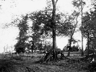 New Madrid earthquake damage: tree roots