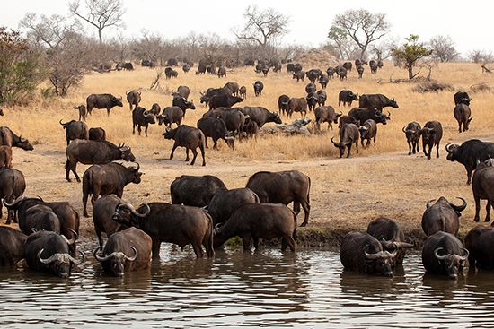 Cape buffalo