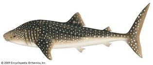 Whale shark (Rhincodon typus).