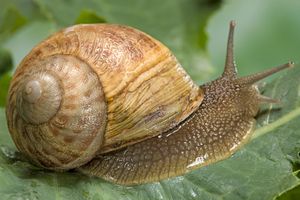 snail