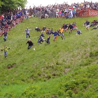 Entrants falling and tumbling over while chasing the cheese at the 2016 'Cheese Rolling' held at Cooper's Hill, in the Cotswolds, Brockworth England