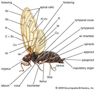 external features of the cicada