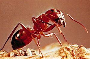 carpenter ant