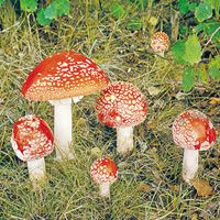 fly agaric