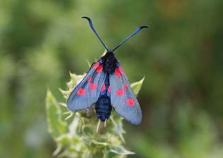 Zygaena trifolii