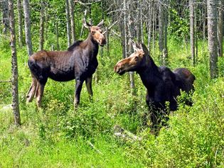 New Hampshire: moose