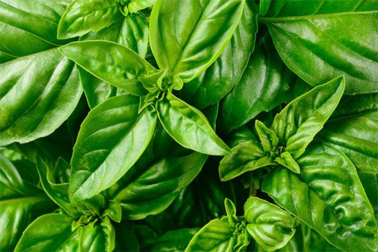 basil leaves