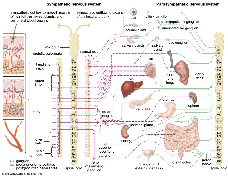 autonomic nervous system