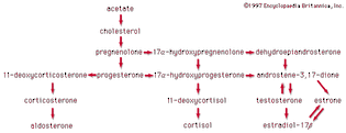 biosynthesis of steroid hormones