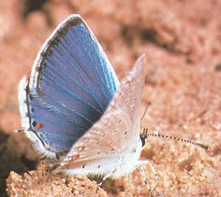 Eastern tailed blue butterfly