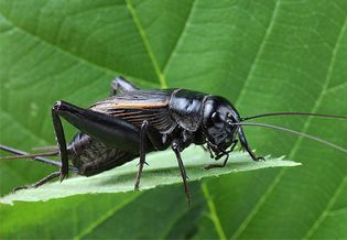 field cricket