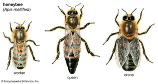 Honeybee sizes