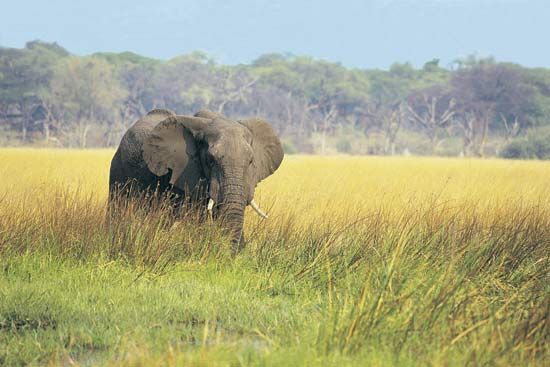 African elephant