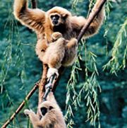 gibbons (family Hylobatidae)