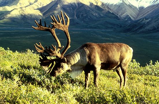 caribou