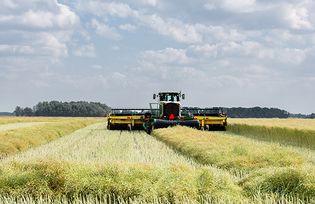 A canola crop being harvested by sophisticated machinery in the Canadian province of Saskatchewan.