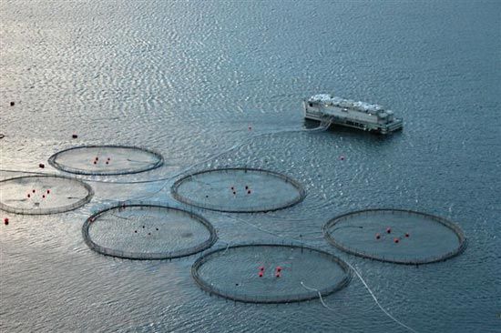 aquaculture: Faroese fish farm