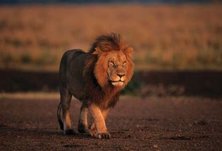 male lion