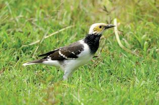 black-collared starling