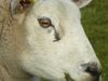 Discover why the eyes of some animals, such as sheep and goats, have horizontally elongated pupils