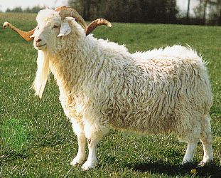 Angora goat