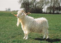 Angora goat