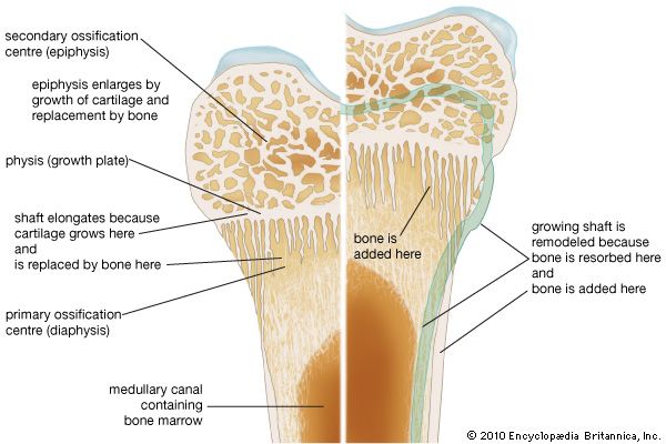 bone remodeling