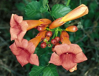 trumpet creeper