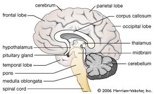 Side view of the brain showing its major structures. The large cerebrum is divided into two halves, or hemispheres, connected by the corpus callosum, a band of nerve fibres. Two grooves divide the hemispheres into four lobes: frontal, temporal, parietal, and occipital. Many nerve cells are found in the convoluted cerebrum's outer surface, or cerebral cortex, which controls sensory and motor activities. The thalamus relays incoming sensory impulses from the spinal cord to the cortex. The hypothalamus's many functions include control of breathing, blood flow, temperature regulation, and emotions. The pituitary gland is attached to and regulated by the hypothalamus. The midbrain relays signals between the forebrain and hindbrain. The cerebellum, along with the cerebrum, plays a role in voluntary movement as well as balance. The pons serves as a relay point linking the medulla oblongata, midbrain, cerebellum, and cerebrum. The medulla, lying between the pons and the spinal cord and continuous with both, plays a role in essential involuntary regulatory and reflexive responses (including breathing, swallowing, and heartbeat) and relays signals between the spinal cord and other brain regions.