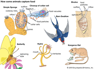 food capture: animals