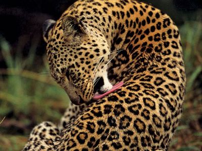 Leopard (Panthera pardus)