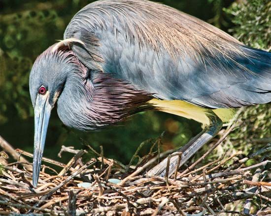 Tricoloured heron (Egretta tricolor).