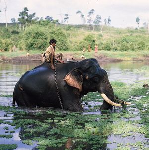 Mysore, Karnataka, India: elephant in Kabani River