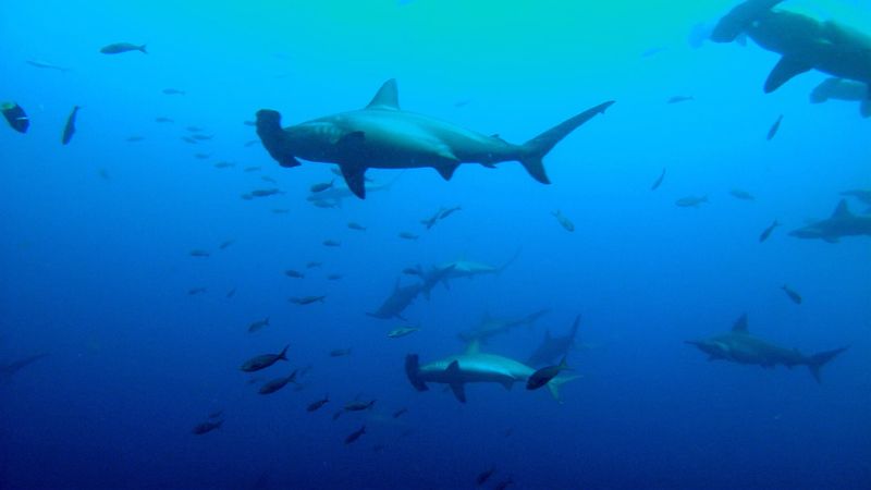 Tracking scalloped hammerhead sharks for conservation