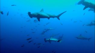 Tracking scalloped hammerhead sharks for conservation