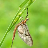 mayfly