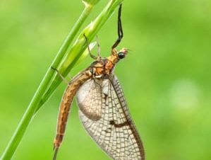 mayfly