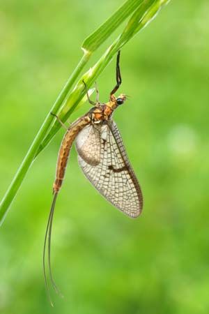 mayfly