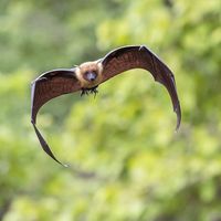 Flying bat