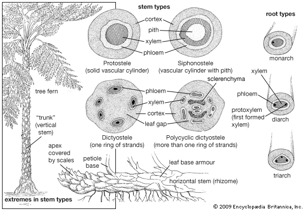 fern stem anatomy