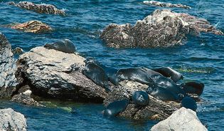 Baikal seals