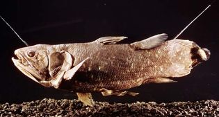 coelacanth