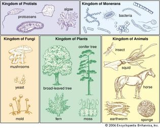 Whittaker five-kingdom classification