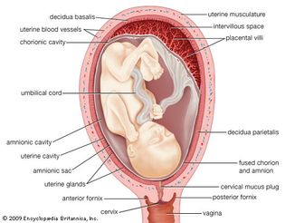 The human uterus in pregnancy